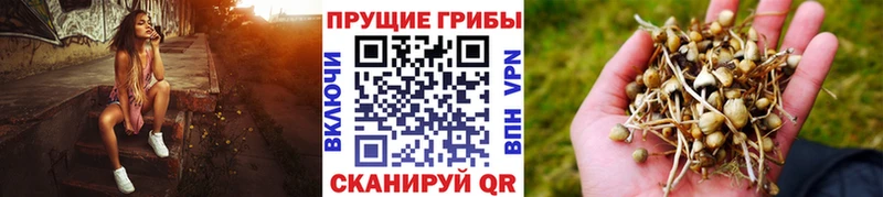 Псилоцибиновые грибы Cubensis  закладка  Нальчик 